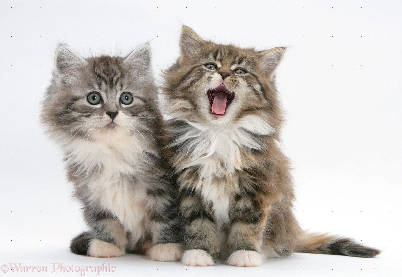 cats cute 041751711