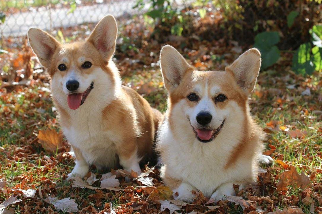cho corgi va nhung bieu cam de thuong 041751805