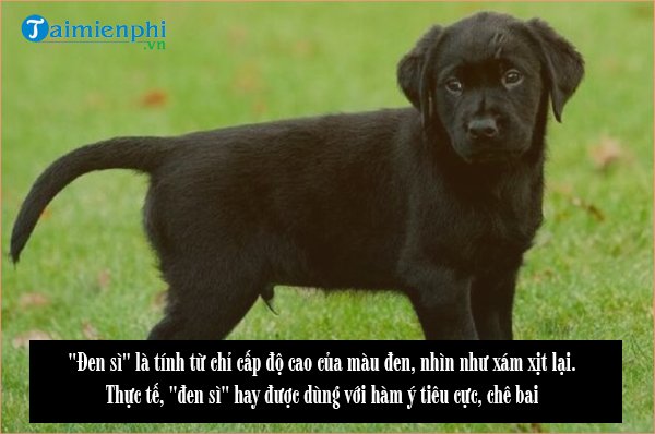 den xi hay den si 1