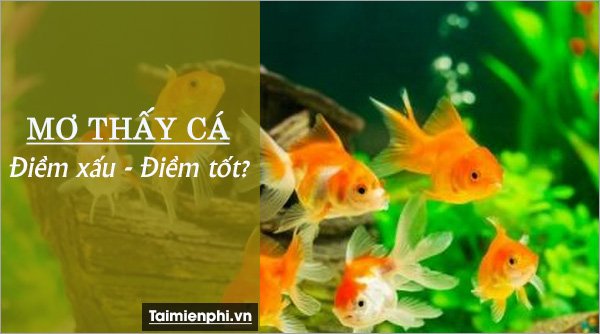 nam mo thay ca 31
