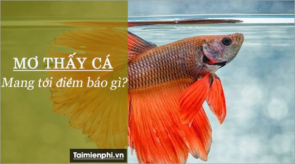 nam mo thay ca 32